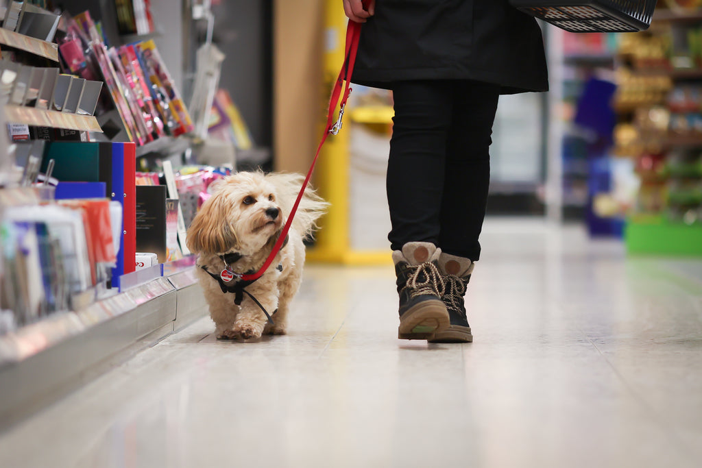 Warn- und Anzeige-Assistenzhundetrainer Plus
