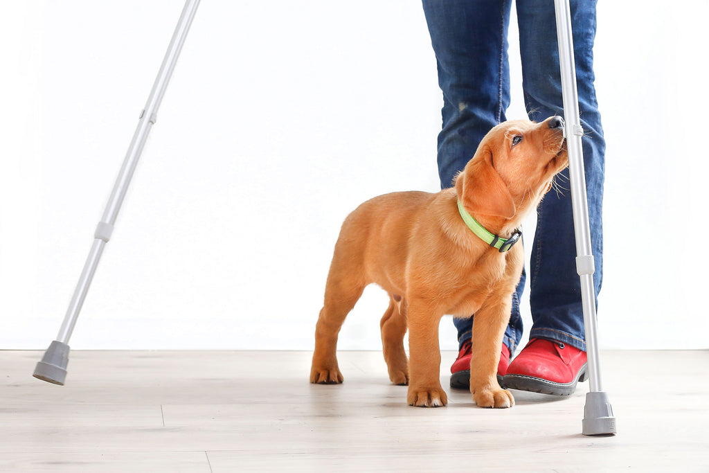 Mobilitätsassistenzhundetrainer Basic