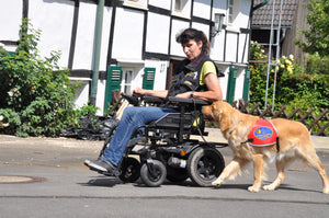LpF-Assistenzhund Rollstuhl Golden Retriever